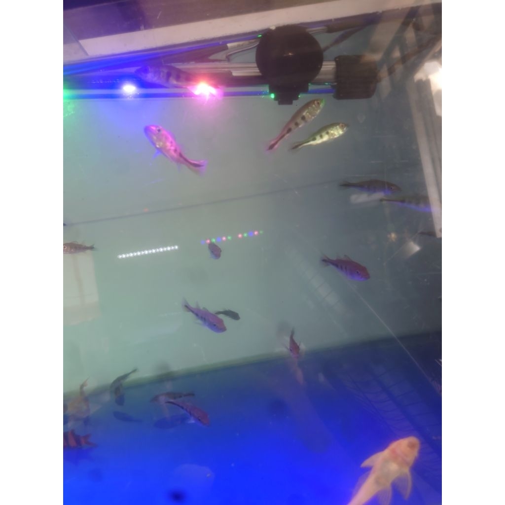 mono/pbas mono/pibas mono baby uk 4 cm paket