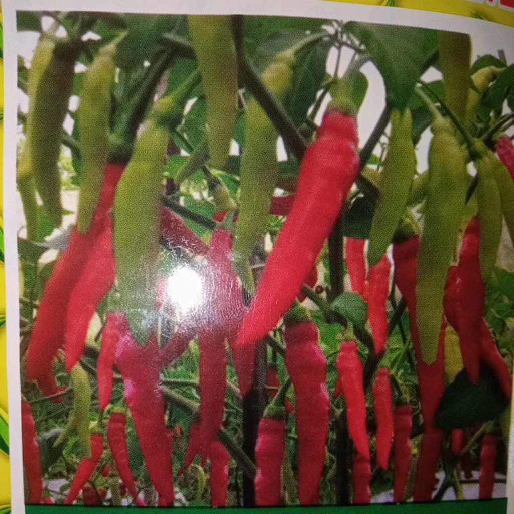 Bibit Cabe Rawit Putih