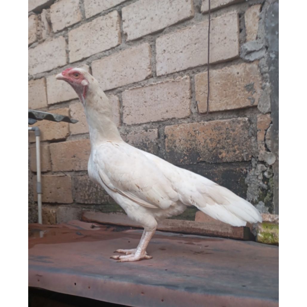 Ayam kampung putih betina biang ekor panjang / kipas bisa untuk kawin silang bangkok birma magon di 
