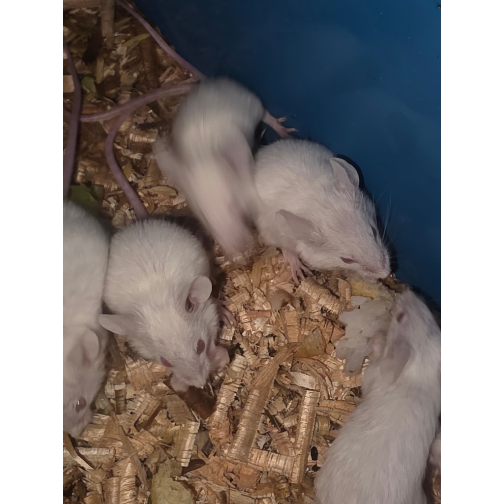 Tikus Putih Mencit Dewasa