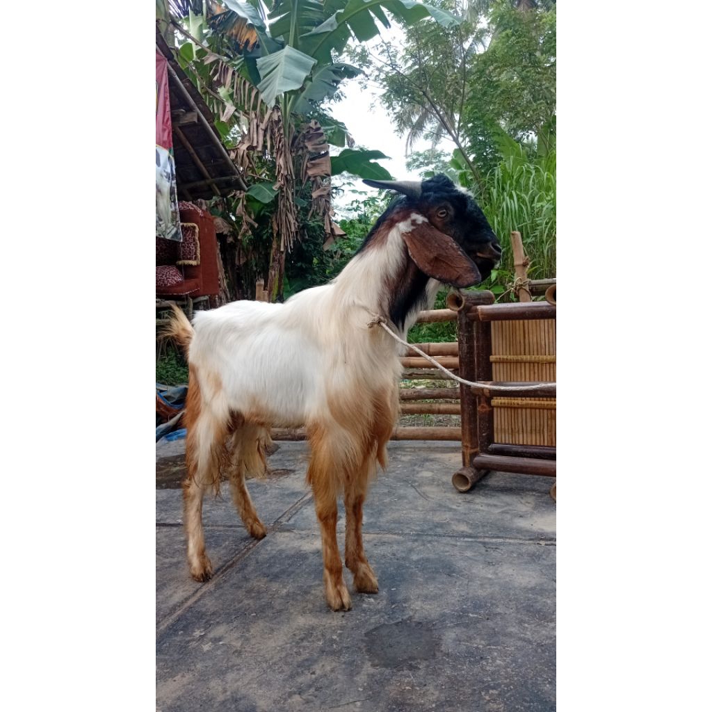 

kambing aqikah hidup syariah amanah