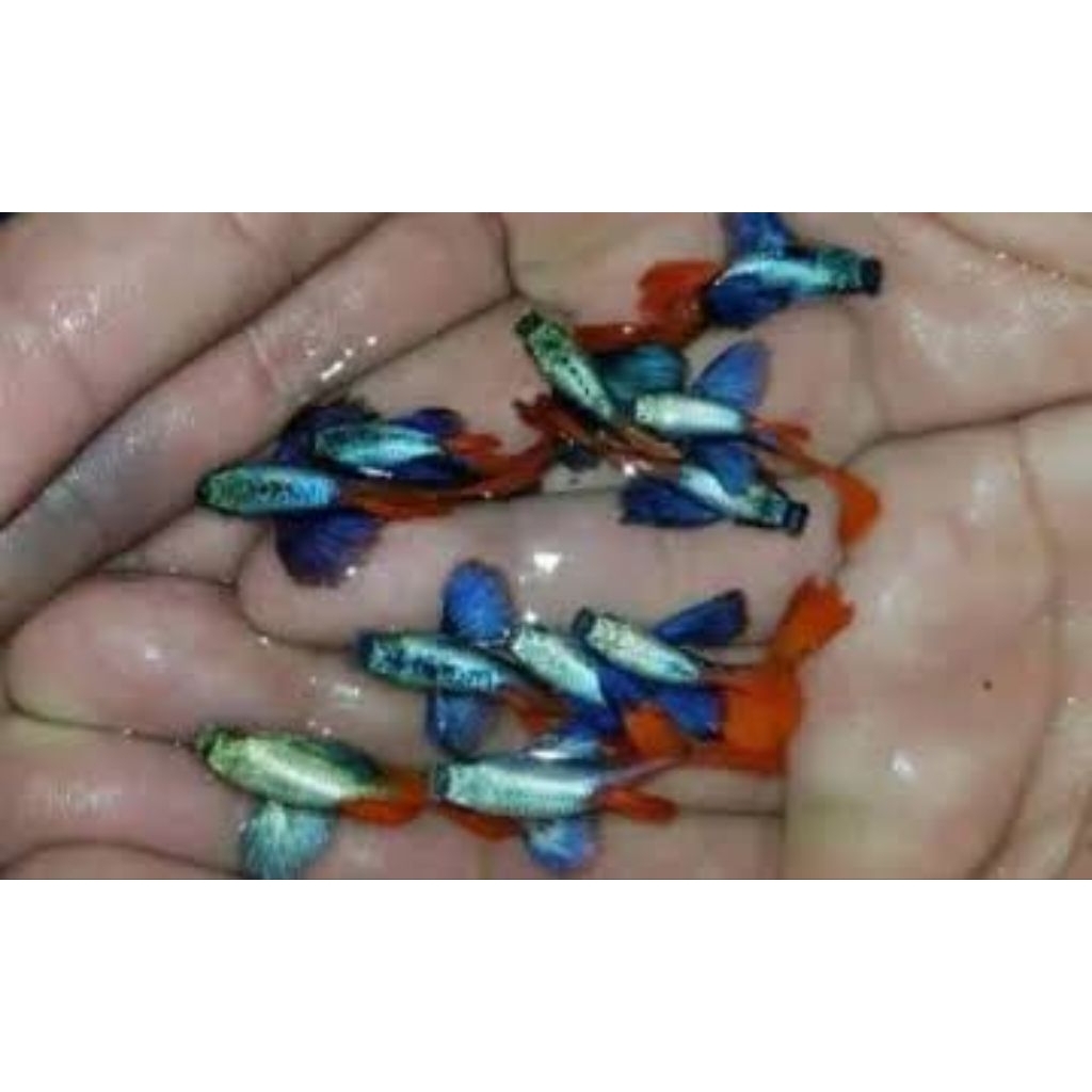 Hiasan -- Guppy Platinum Red Tail Dumbo Ear