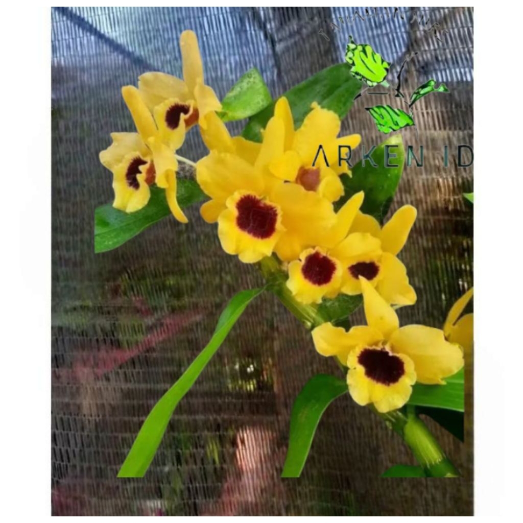Anggrek Dendrobium Nobile Kuning Jumbo