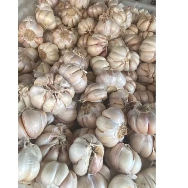 

bawang putih 250 gr