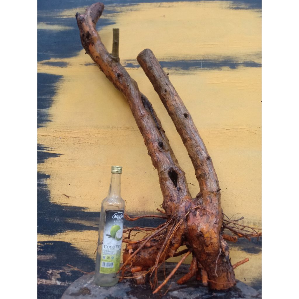 BAHAN BONSAI SISIR KALIAGE CONDONG TWIN