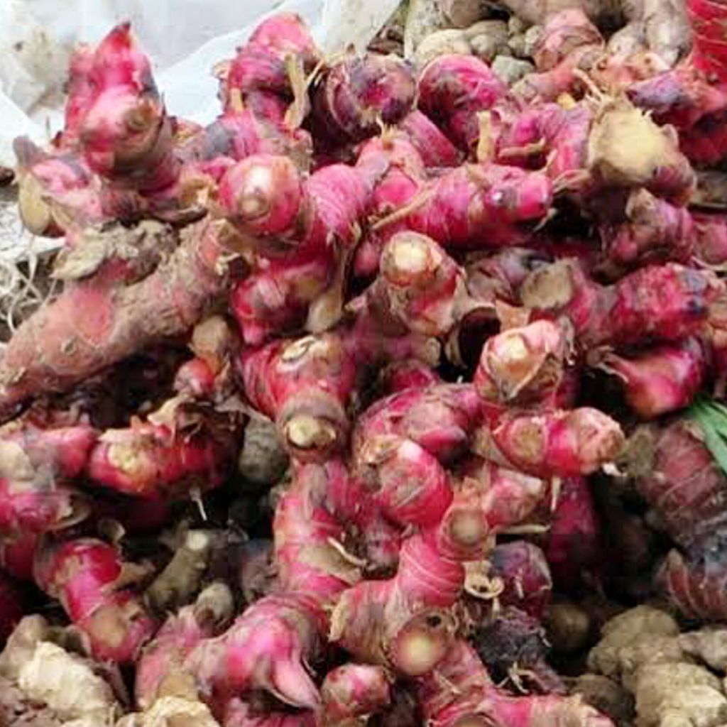 

Jahe Merah 1 Kilogram