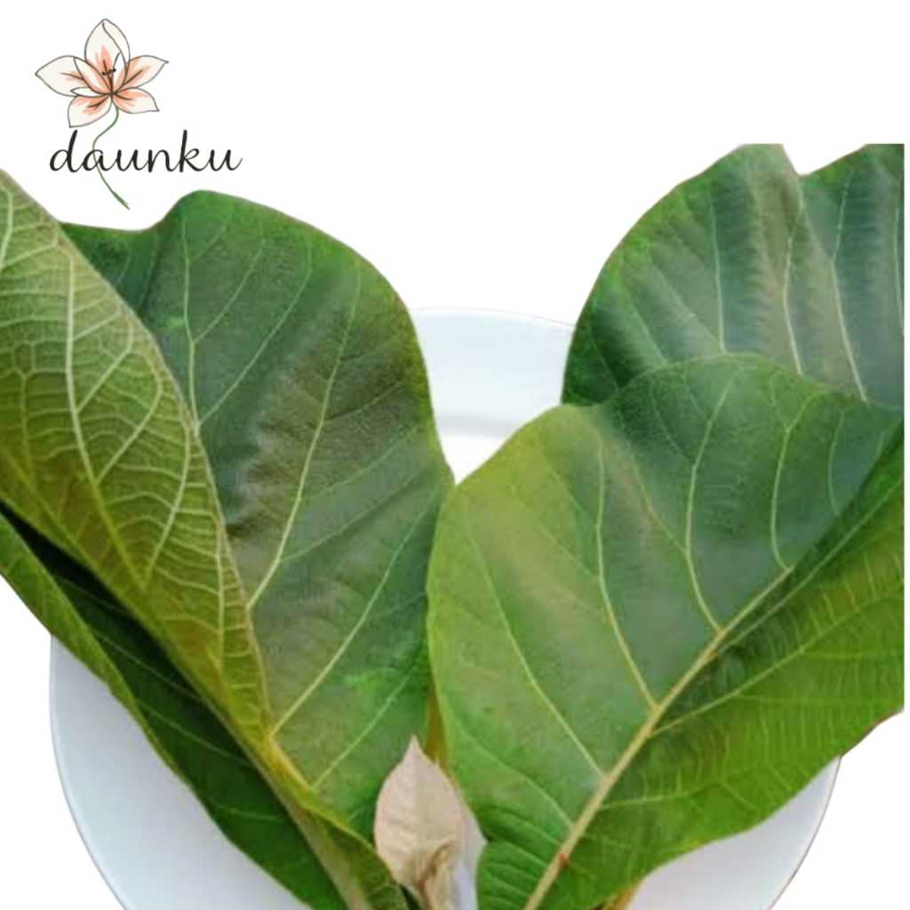 

daun jati segar 1 kg daun jati fresh