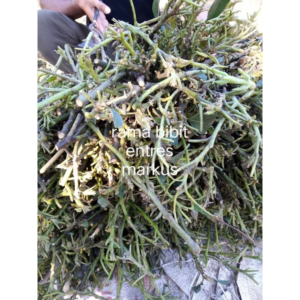 entres alpukat markus/kendil