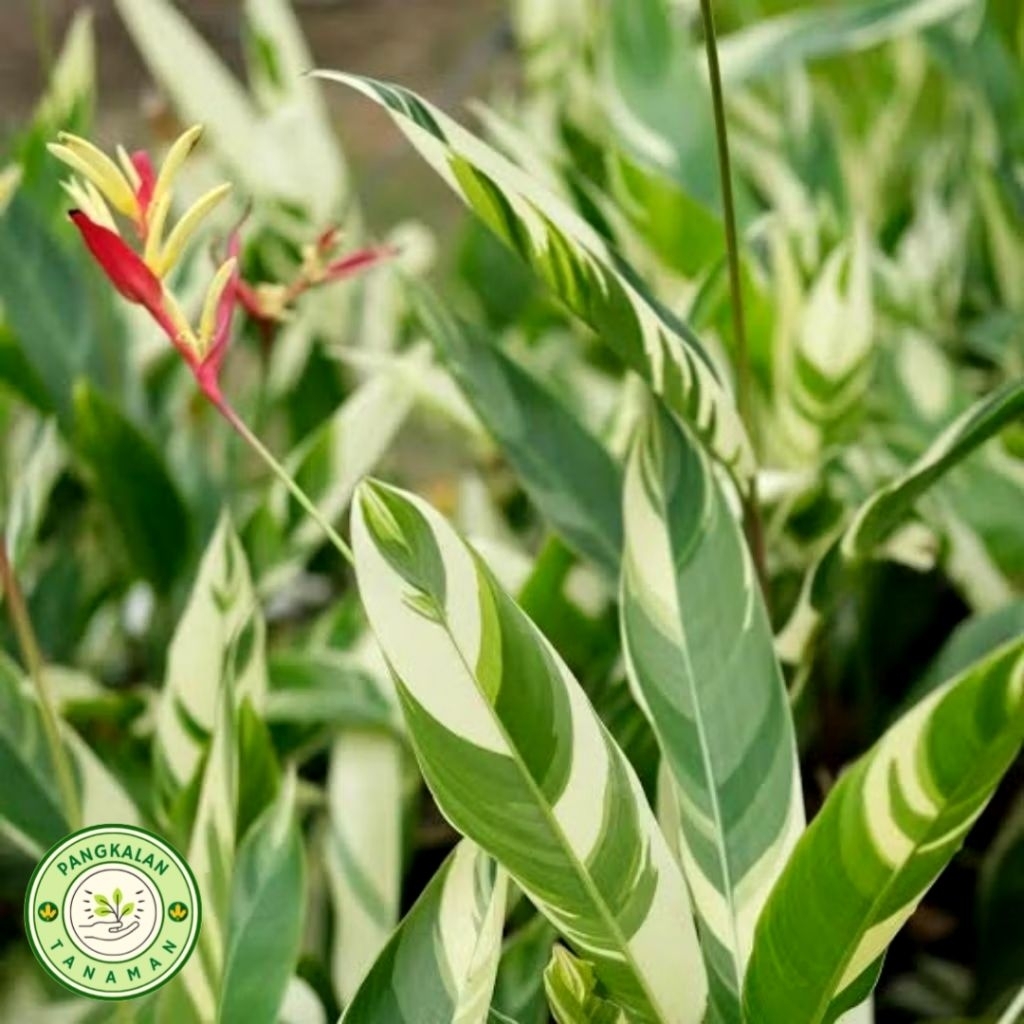 Tanaman Hias Pisang Helicornia Varigata - Pohon Pisang Hiar Berbunga - Tanaman Hidup