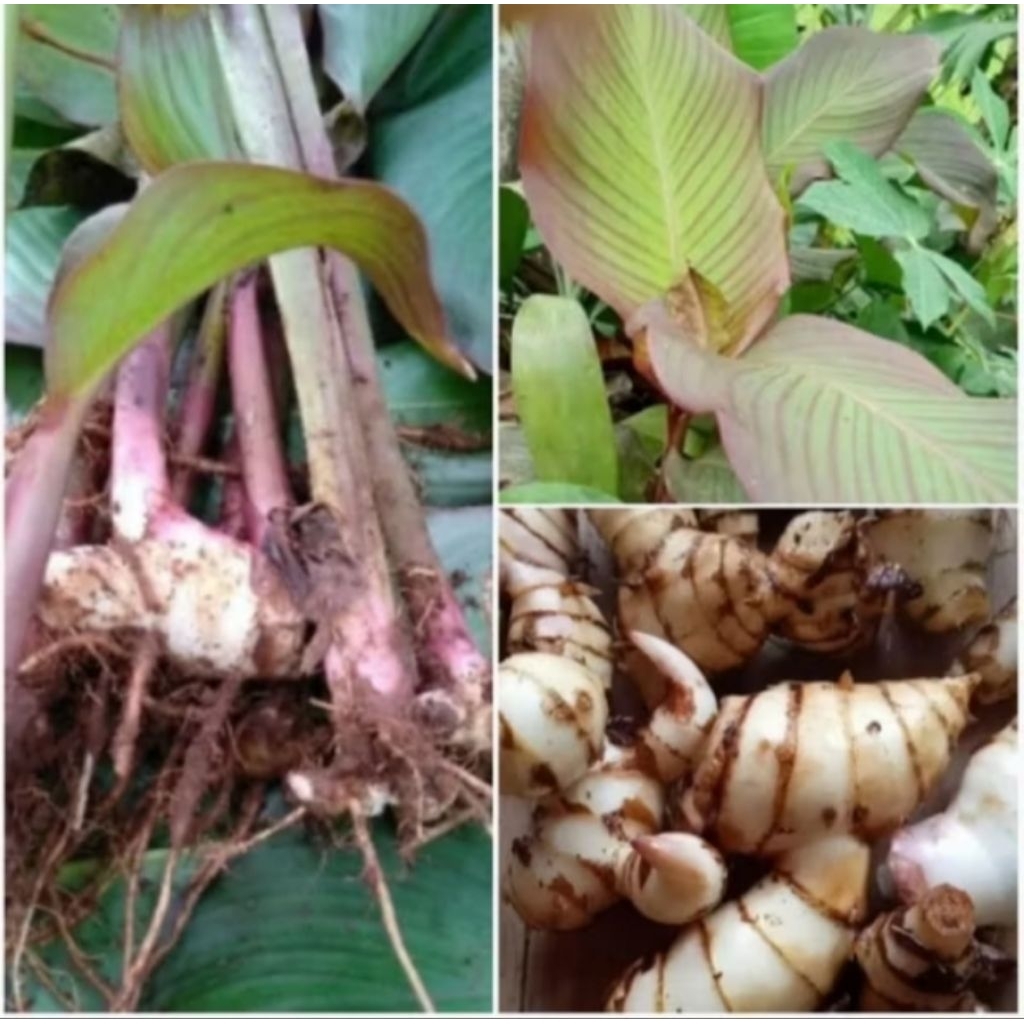 Bibit ganyong merah/bibit ganyong merah organik