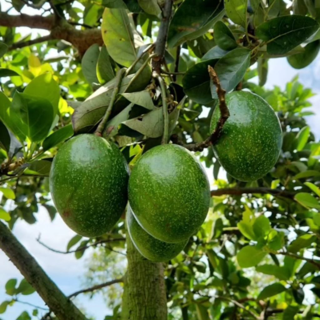 

buah alpukat mentega mentah 1kg/500grm isi 5-6