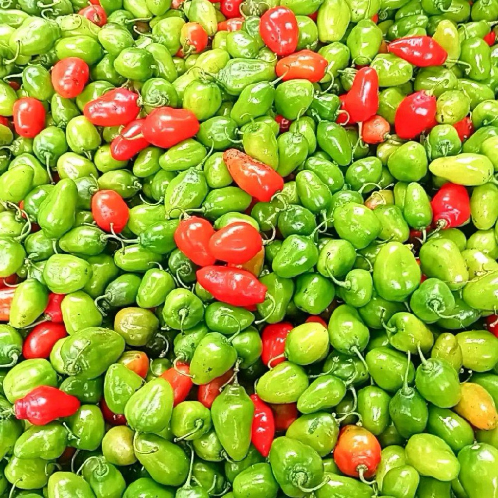 

Cabe Gendot Fresh Dari Ciwidey