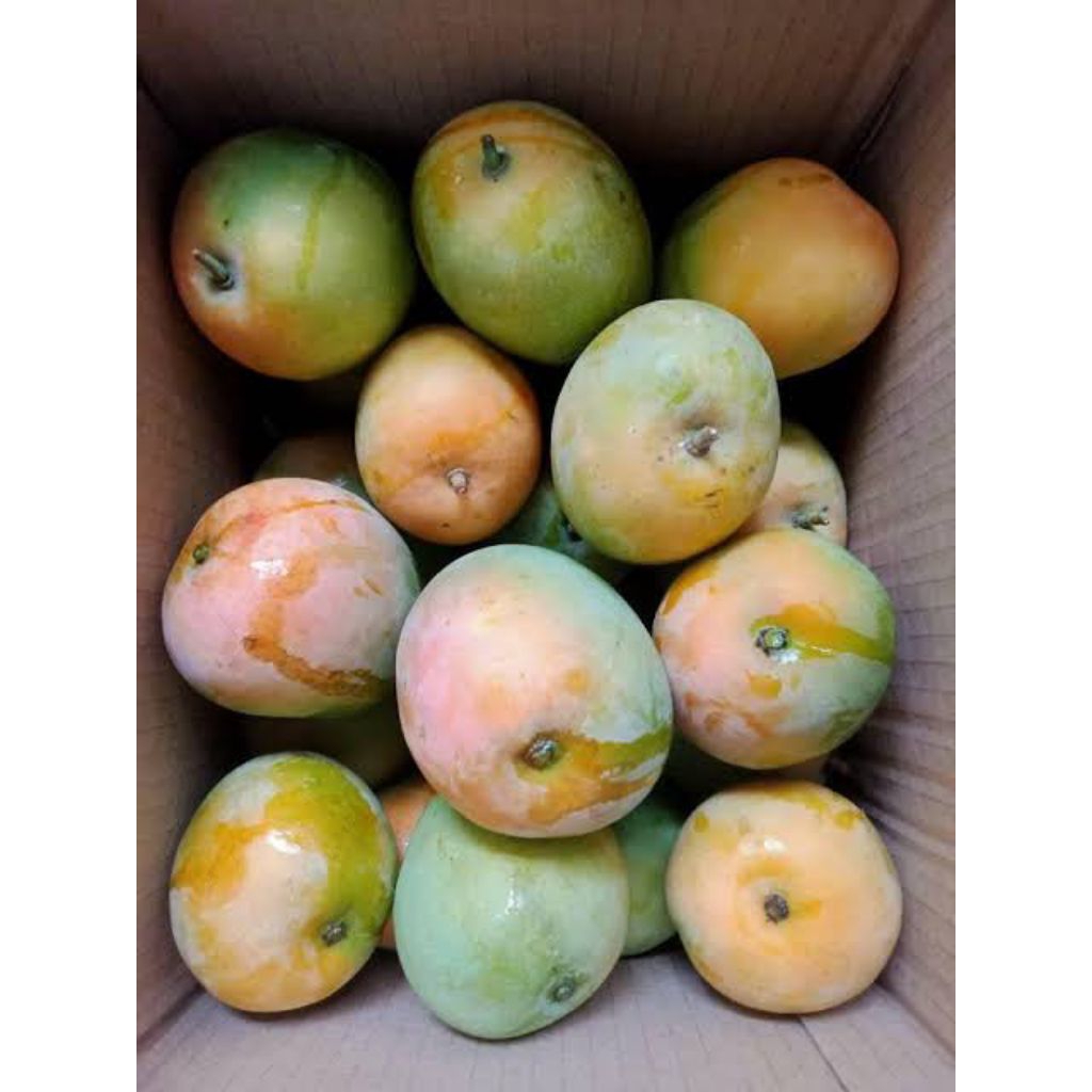 

MANGGA GEDONG GINCU SUPER ASLI INDRAMAYU 1KG