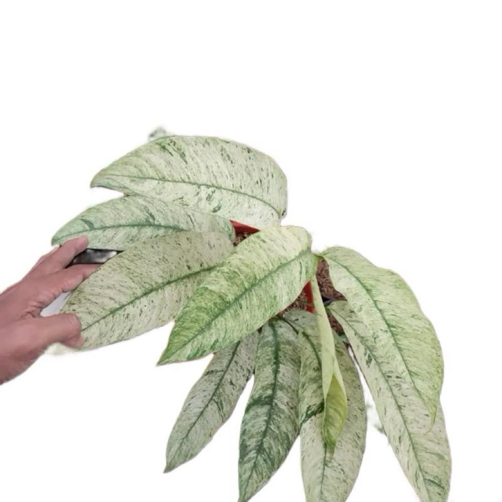 Rhaphidophora gorilan varigata