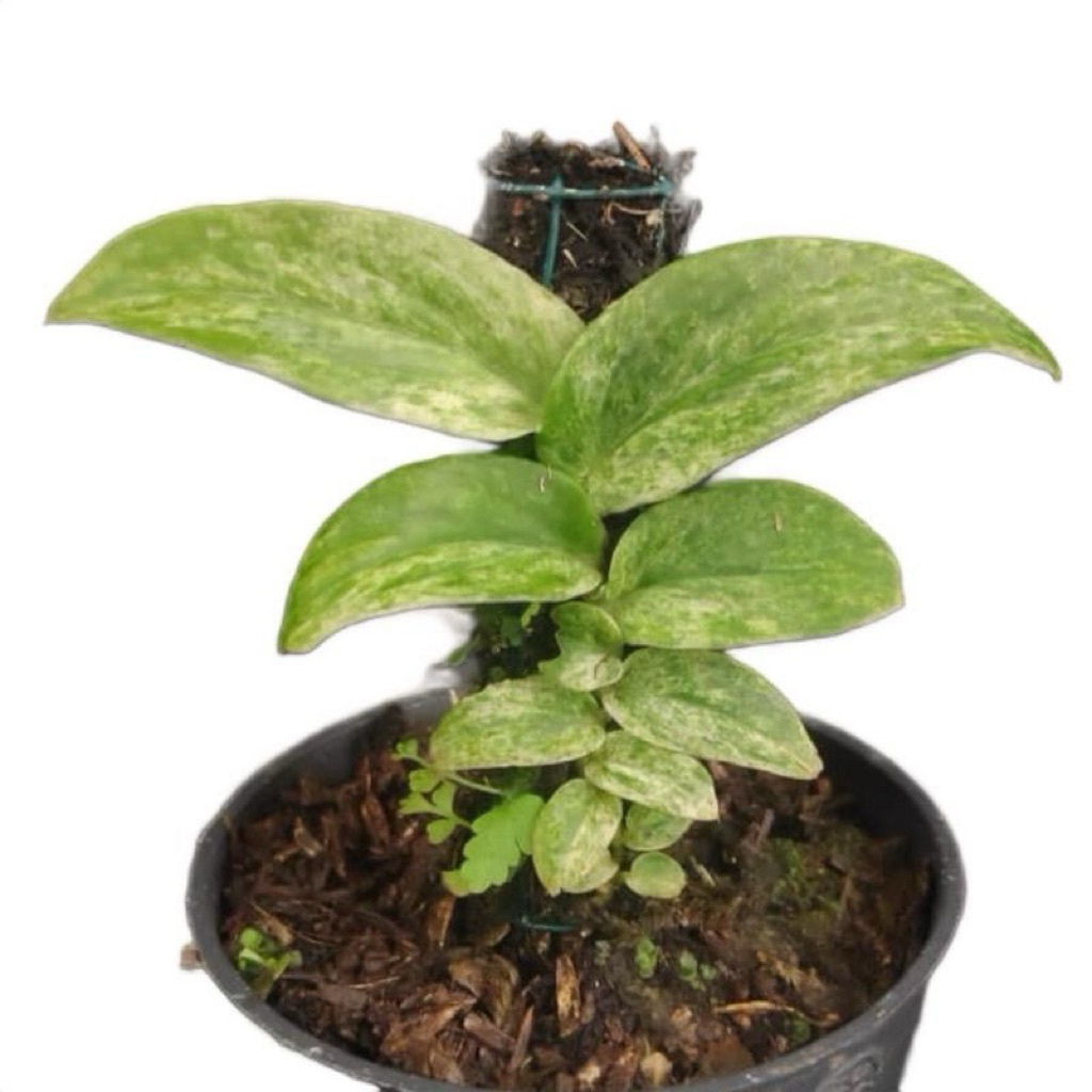 Rhaphidophora korthalsii varigata