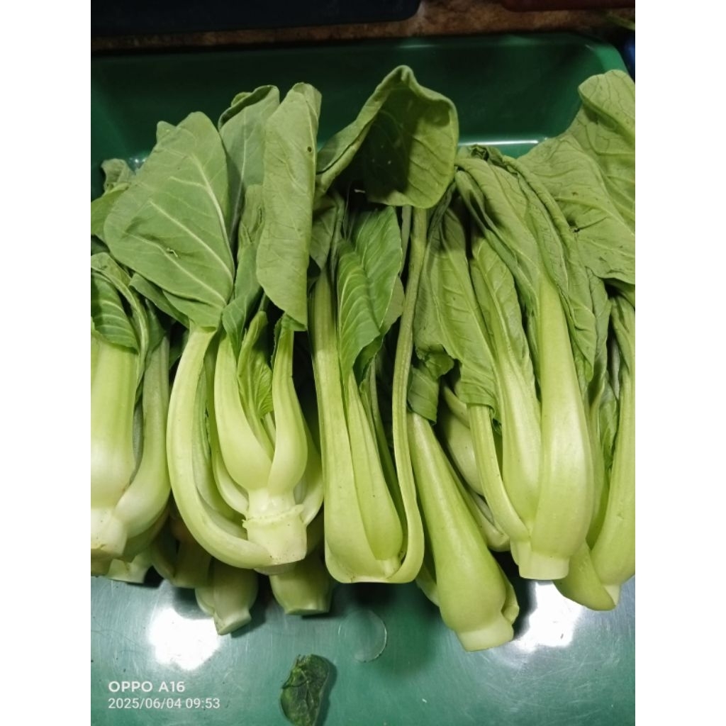 

sayuran pakcoy organic