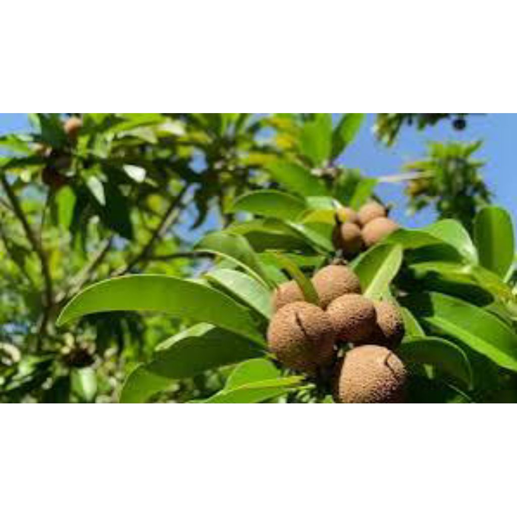 

daun sawo segar pres 500grm