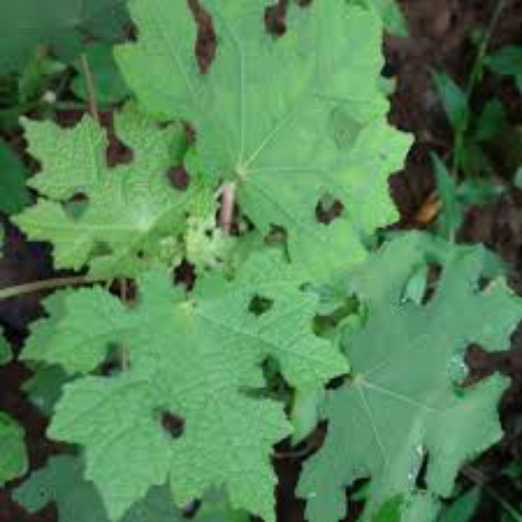 

daun pulutan segar pres 1kg asli