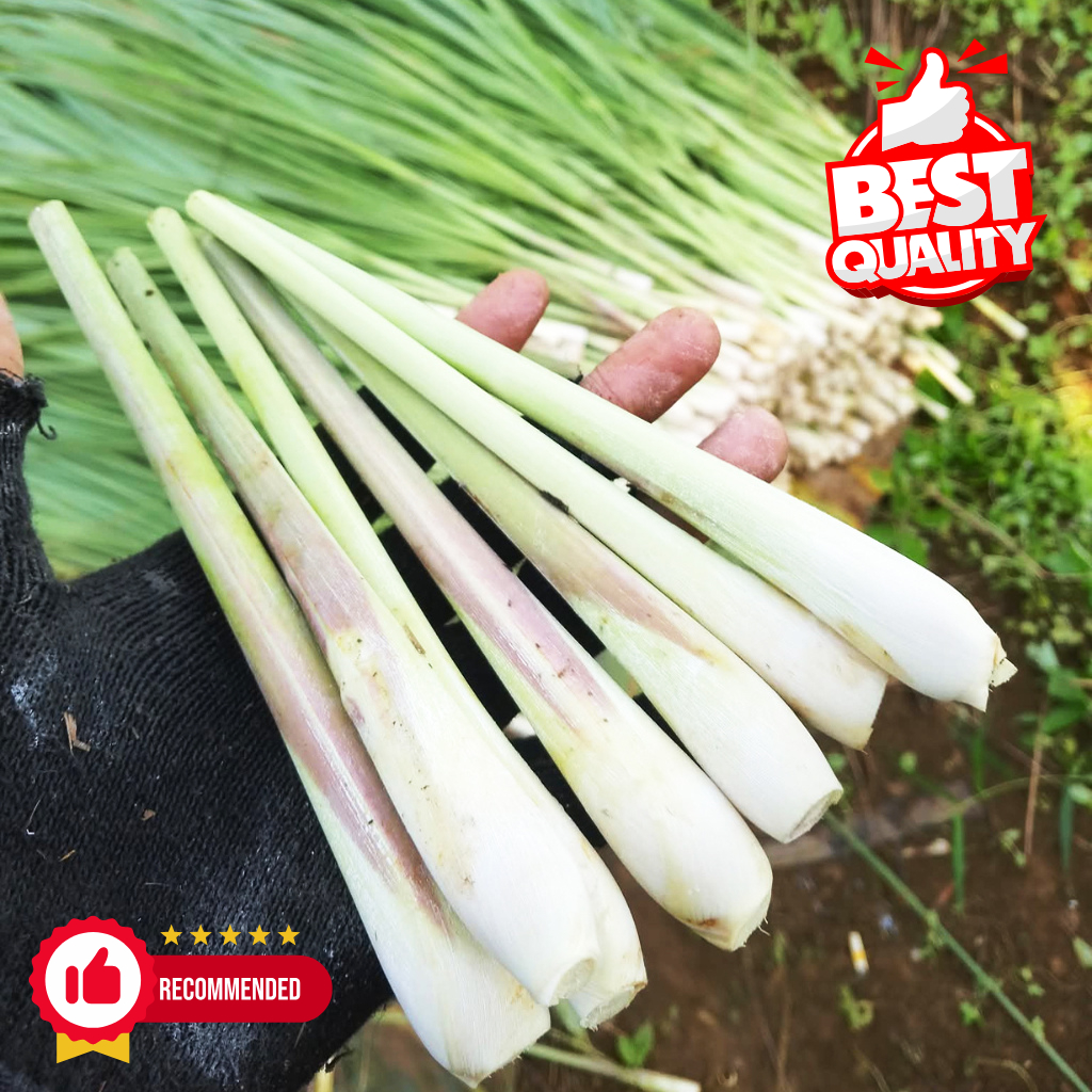 

Sereh / Serai Segar 1kg Jumbo | Bumbu Masakan & Herbal Alami