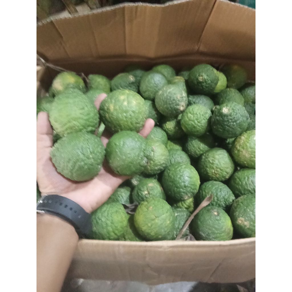 

JERUK JUNGGA/SUNDE MURAH MEDAN CANTIK SEGER FREES PER 1 PCS