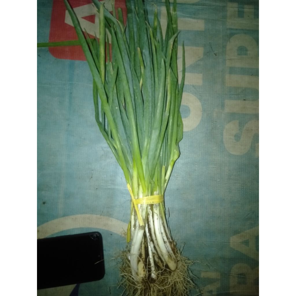 

DAUN BAWANG FRES DARI KEBUN