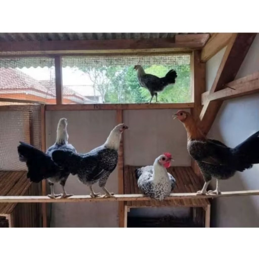 usia 26 minggu sudah siap bertelur betina ayam arab