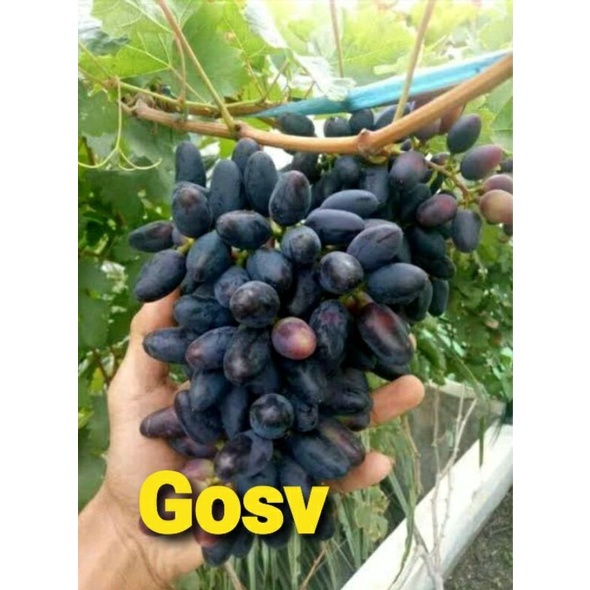

Bibit Anggur Import Gosv