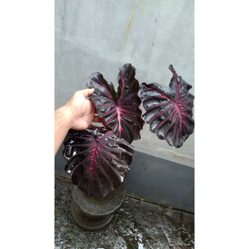 Colocasia The King / Colocasia The King