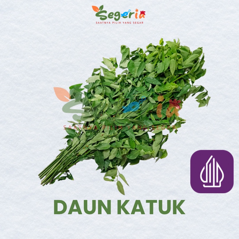 

DAUN KATUK