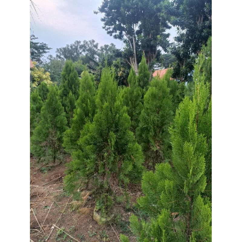 Tanaman hias Cemara kipas 2-2,5 meter tinggi