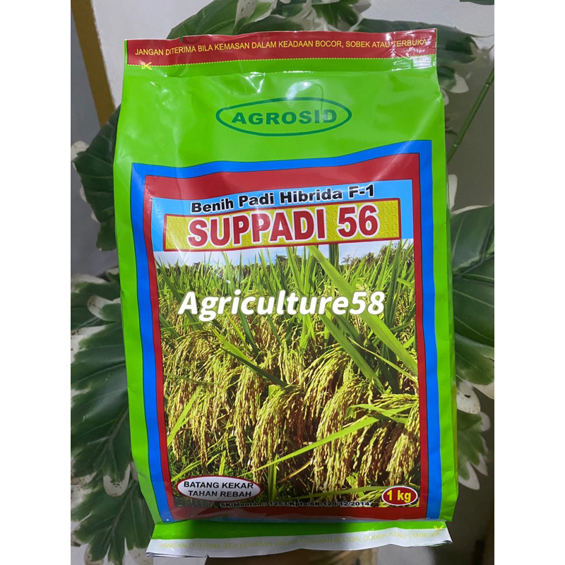 Supadi-56 (exp05-26)