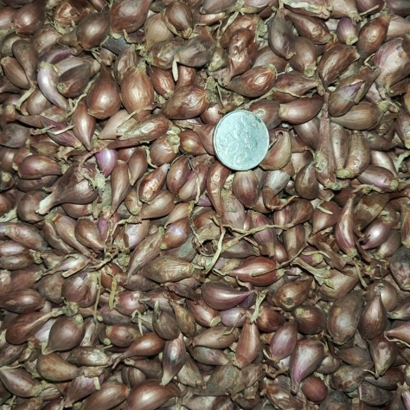 Bibit Bawang merah varietas Bima Brebes 1kg siap tanam ukuran kecil