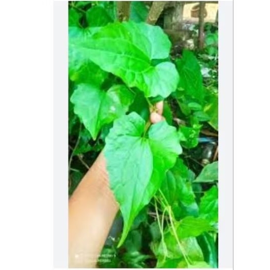 

sembung rambat (mikania micrantha kunth)segar fresh 250 gram