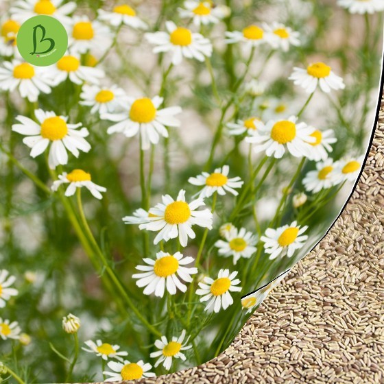 

BIJI German Camomile Flower