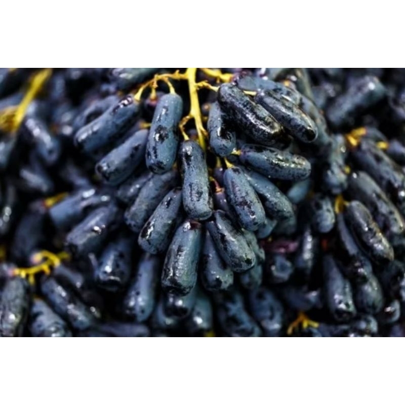 

Anggur moondrop australia fresh 1kg