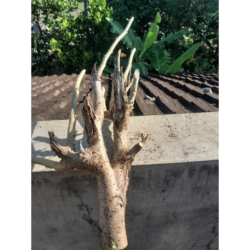 Bahan Bonsai Murbei ( bibit murbei besar )