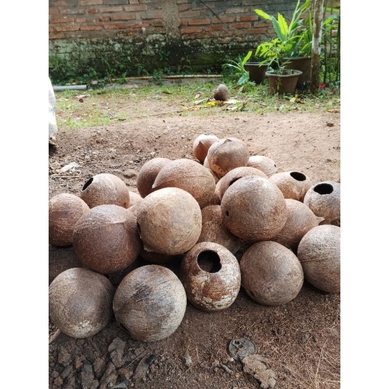 batok kelapa utuh bahan kerajinan mirah