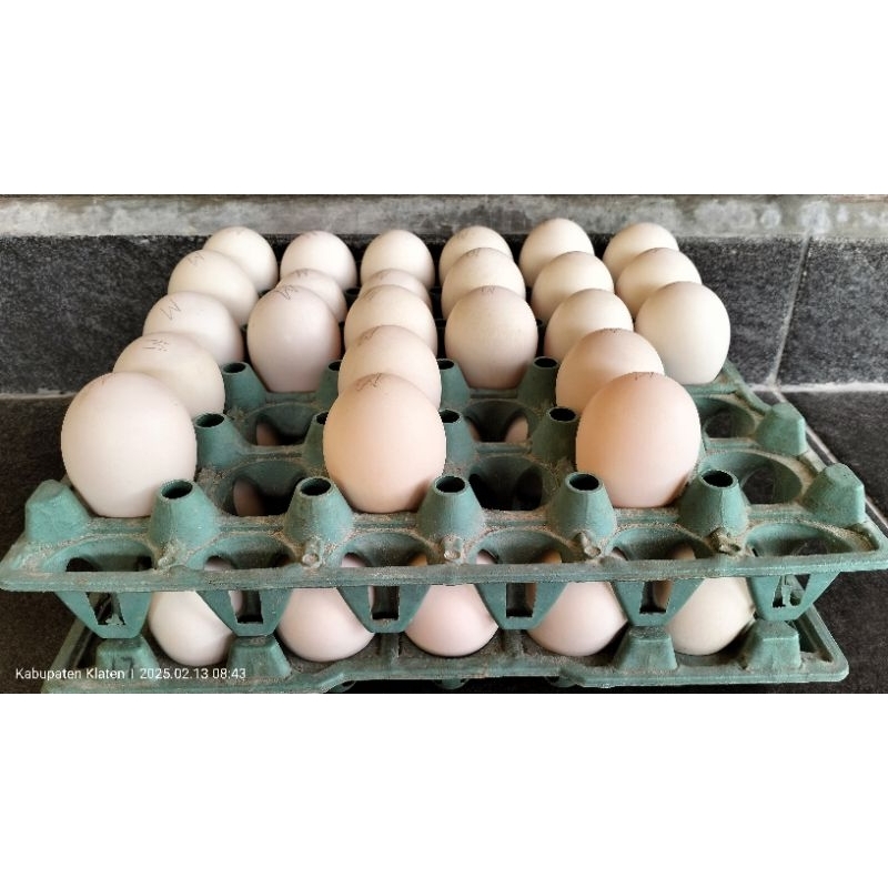 

Telur TETAS (fertil) Entok Jumbo Leher Beton