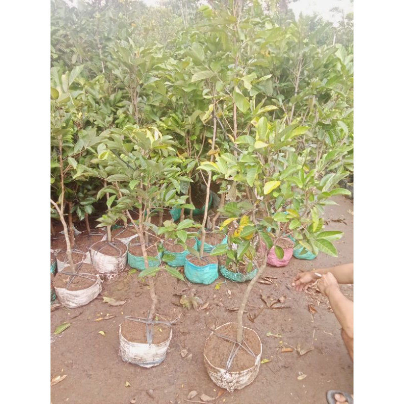 bibit rambutan Binjai cepat berbunga tinggi 2m