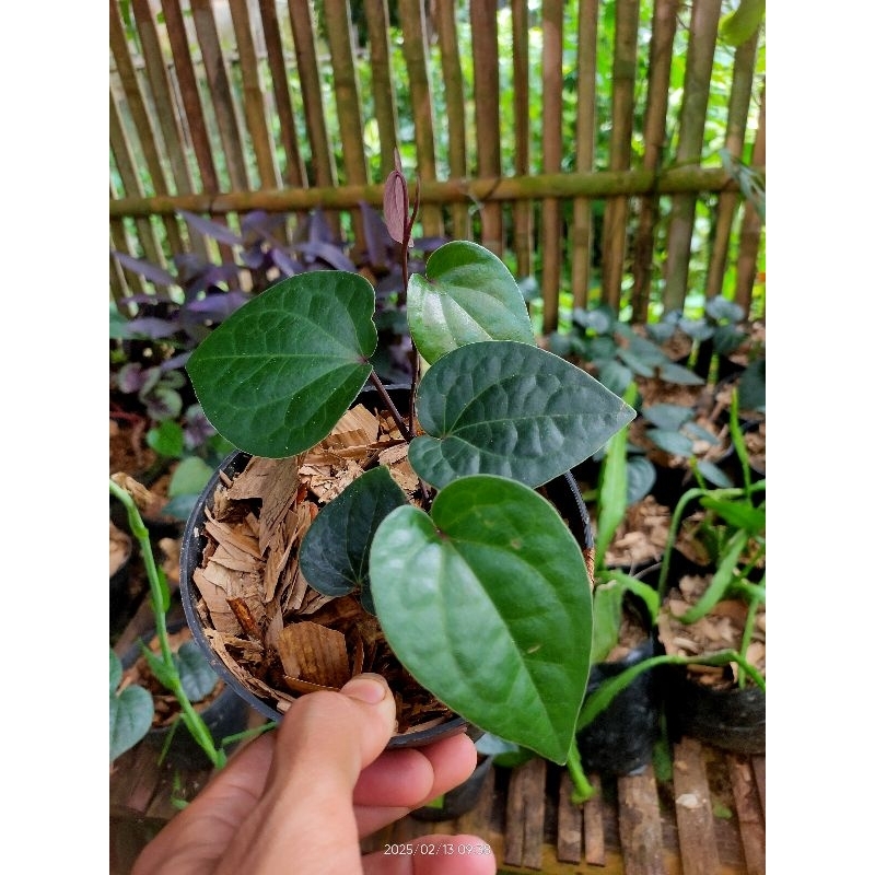 bibit tanaman sirih hitam (obat herbal ) daun sirih hitam