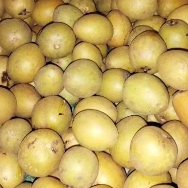 

SAWO MADU SANGAT MANIS MENGKAL 1KG