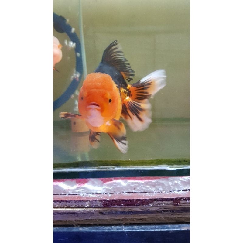 mas koki jumbo grade A