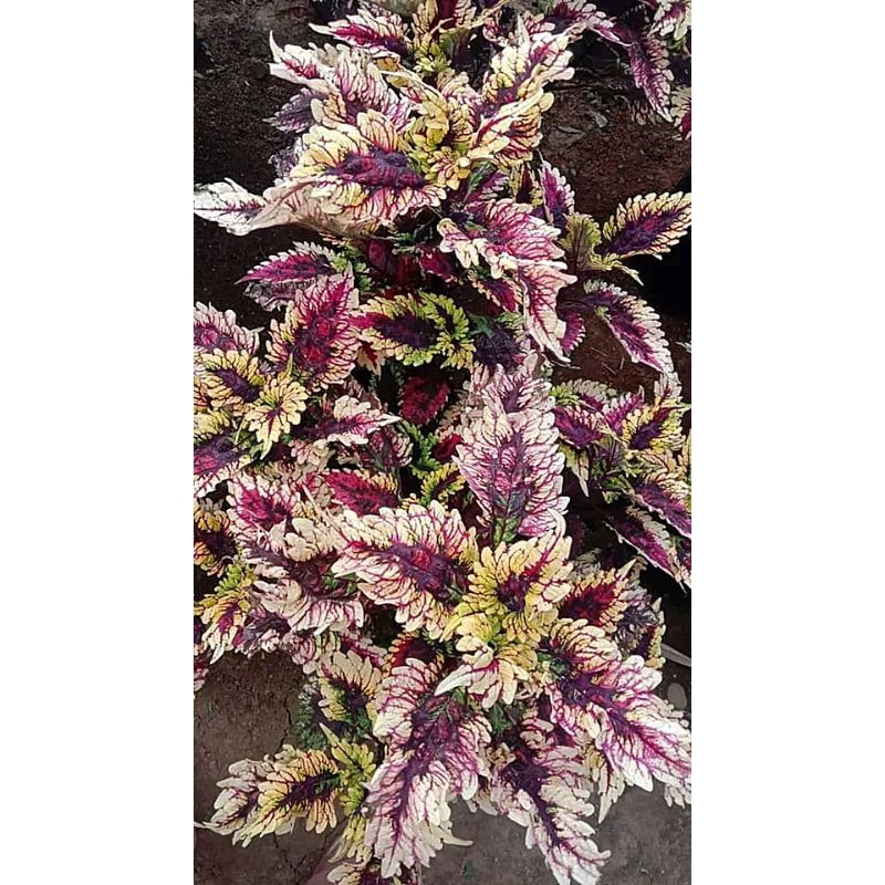 miana cendrawasih//miana premium//miana cantik//