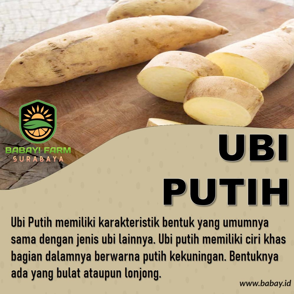 

ubi putih ketela telo 250 500 gr / 1 kg