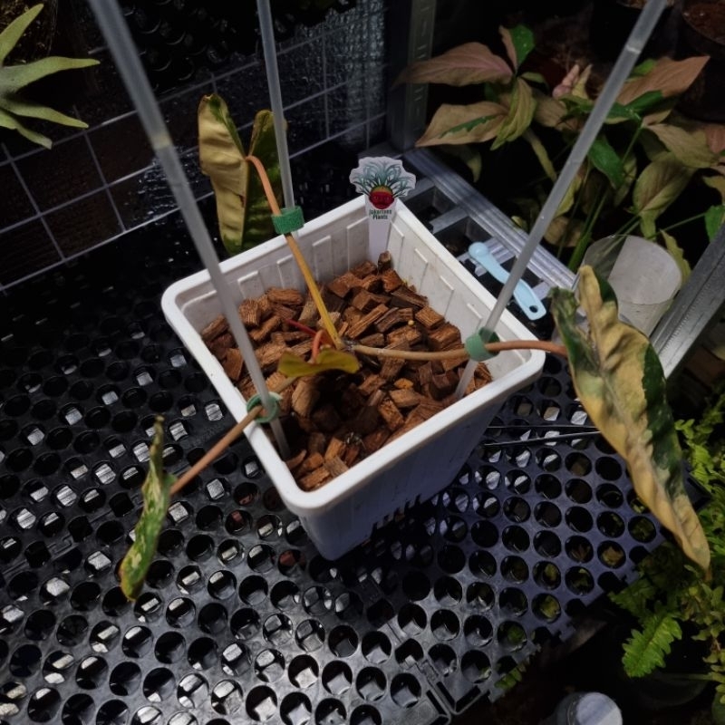 Philodendron Billietiae Variegata (Billie Variegata)