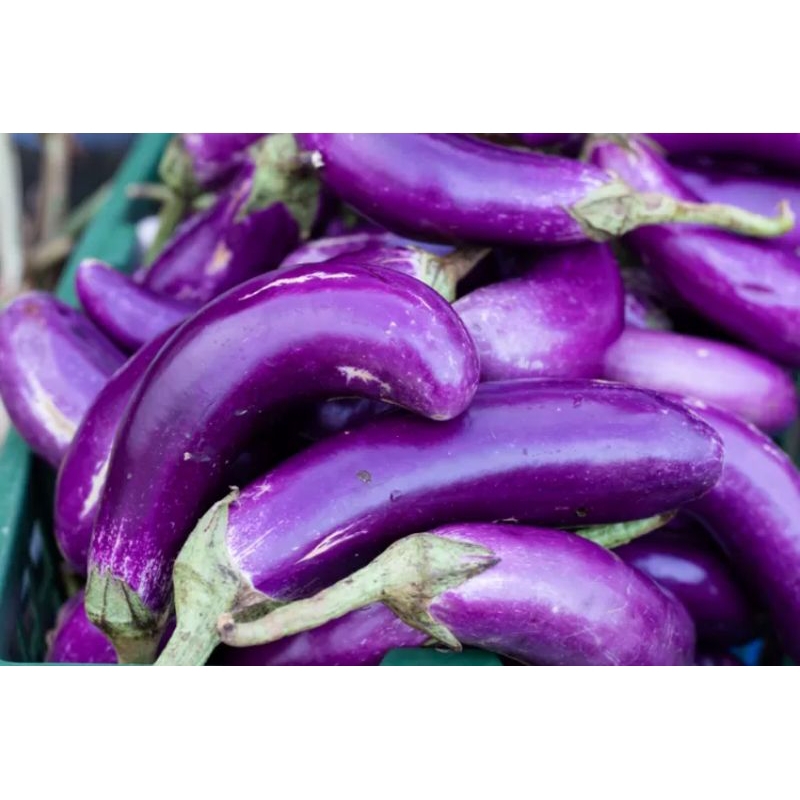 

Terong Ungu fresh segar