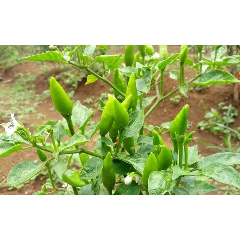 Benih biji cabai cabe rawit hijau F1 cabe gorengan pedas unggul berkualitas