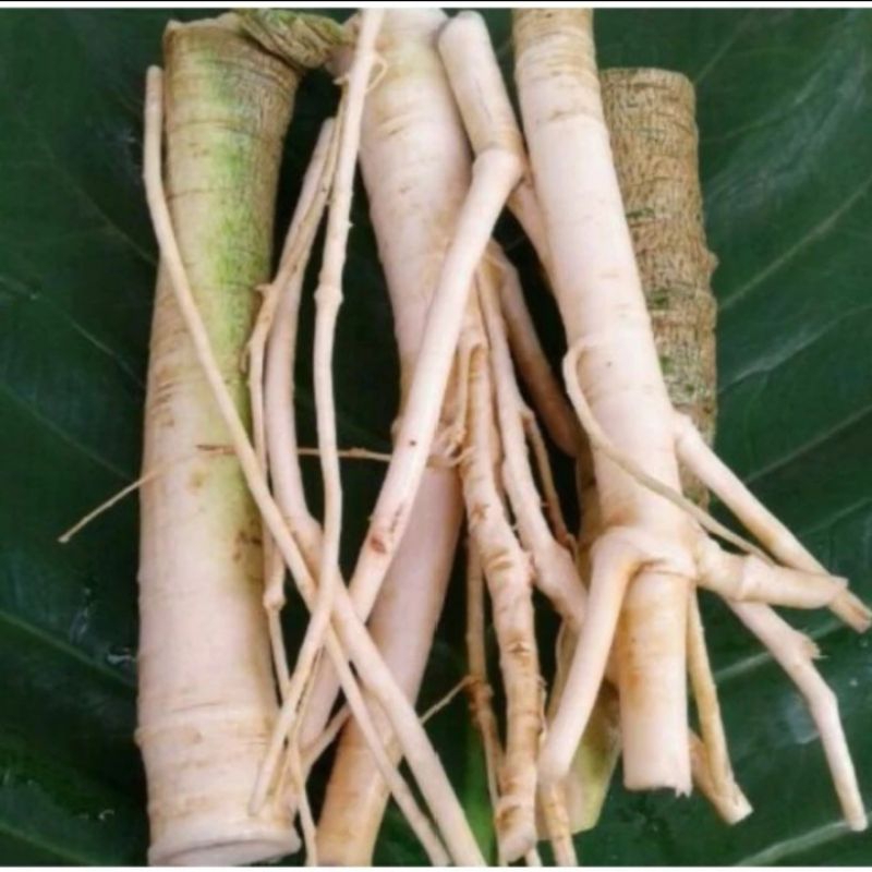 

AKAR PEPAYA 1KG DI AMBIL KETIKA ADA ORDERAN