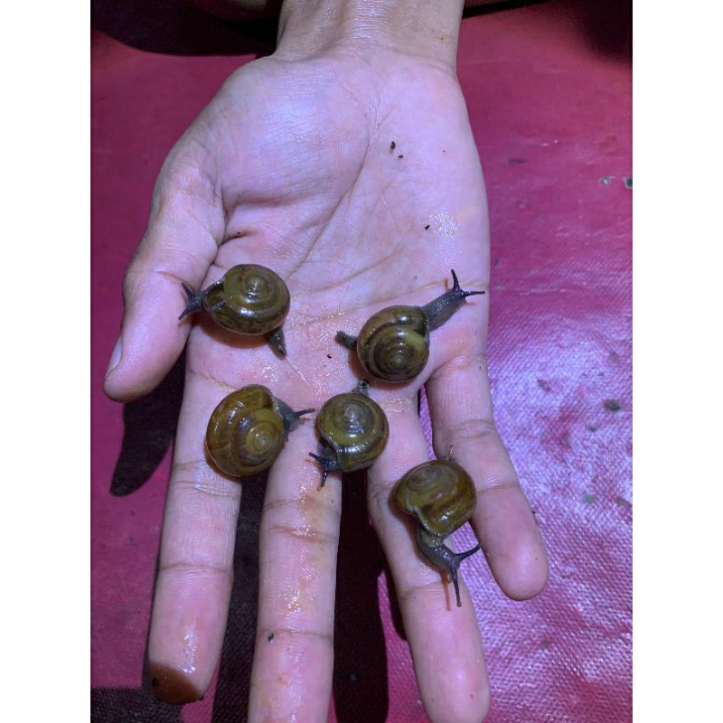 siput/keong pakan predator ikan, ular isi5