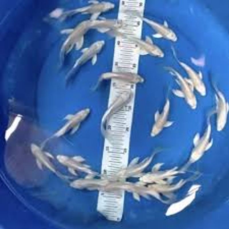 bibit ikan koi platinum slayer no slayer cantik